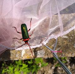 Stenaspis verticalis