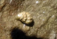 Buccinidae