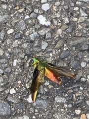 Chrysochroa fulgidissima