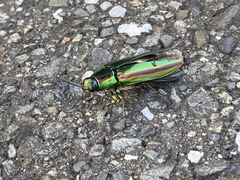 Chrysochroa fulgidissima
