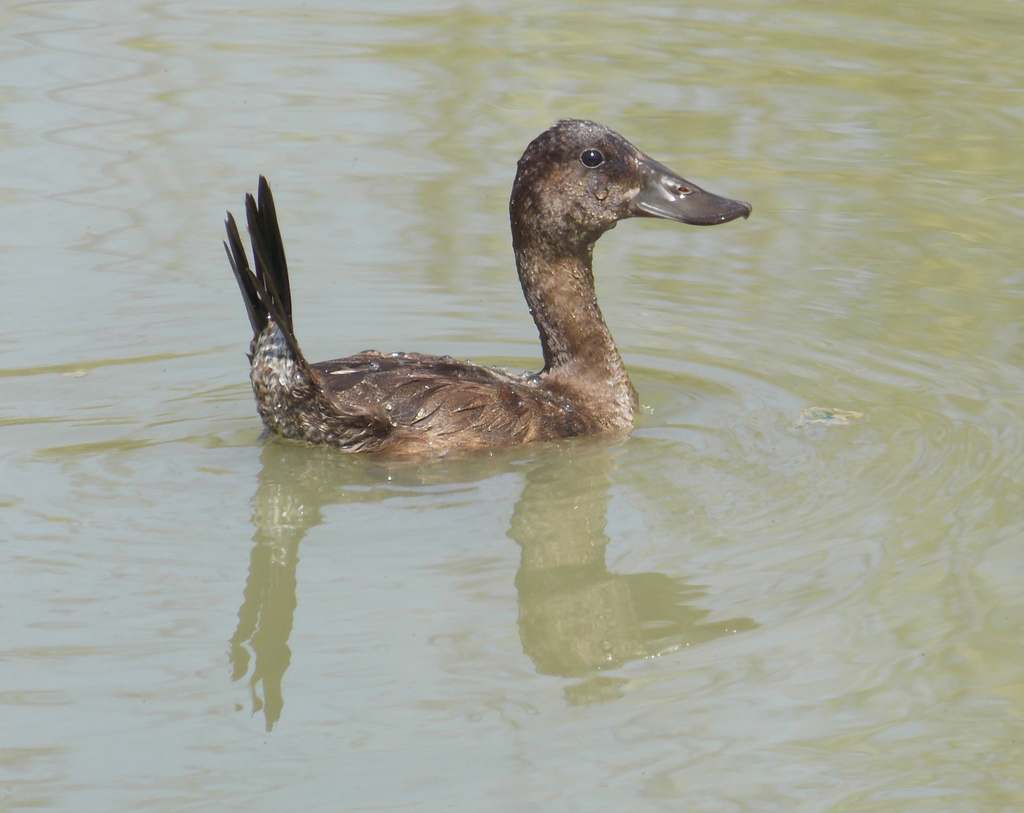 Andean Duck