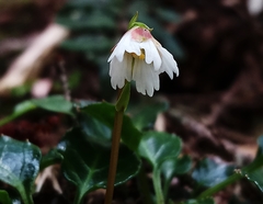 Shortia rotundifolia