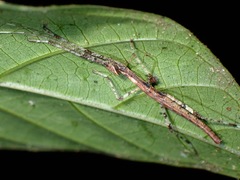 Paraloxopsis korystes