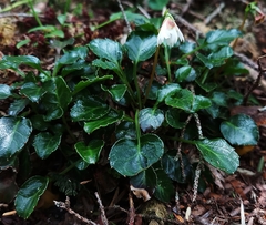 Shortia rotundifolia