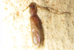 Linopteridius