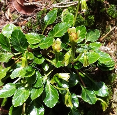 Shortia rotundifolia
