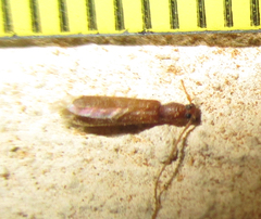 Linopteridius