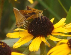 Polites themistocles