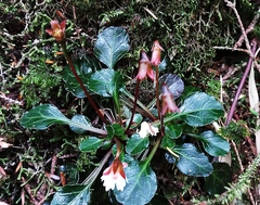 Shortia rotundifolia