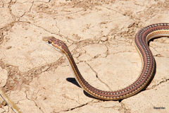 Psammophis leightoni