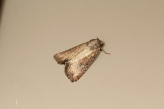 Apamea scoparia