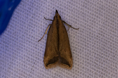 Dichomeris heriguronis