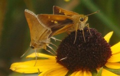 Polites themistocles