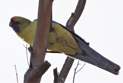 Platycercus elegans flaveolus