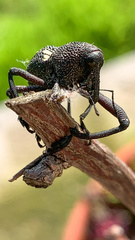 Rhyephenes