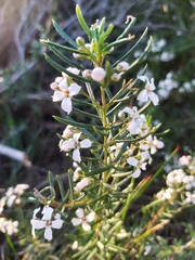 Zanthoxyloideae