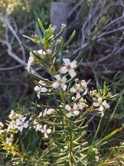 Zanthoxyloideae