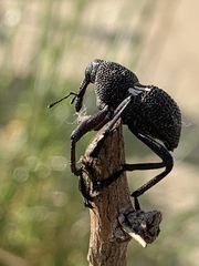 Rhyephenes