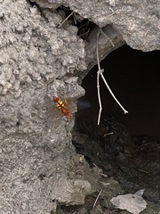 Sphecius