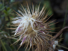 Ptilostemon hispanicus