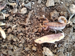 Uroplectes planimanus