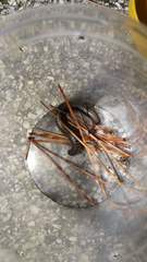 Acanthoiulus fuscipes