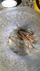 Acanthoiulus fuscipes