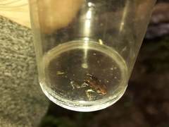 Epipedobates boulengeri