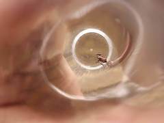 Epipedobates boulengeri