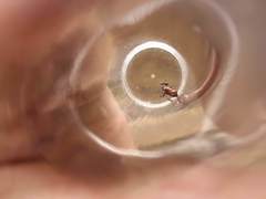 Epipedobates boulengeri