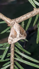 Hypena crassalis