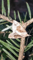 Hypena crassalis
