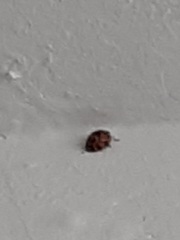 Harmonia axyridis