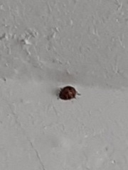 Harmonia axyridis