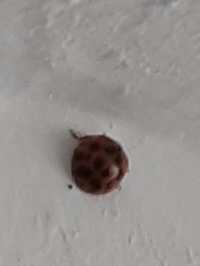 Harmonia axyridis