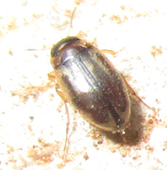 Hydroporinae