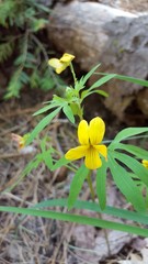 Viola lobata