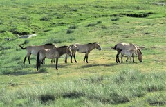 Equus ferus przewalskii