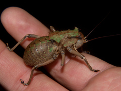 Enyaliopsis parduspes