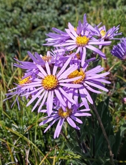 Aster amellus ibericus