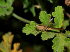 Conocephalus conocephalus