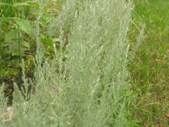 Artemisia austriaca