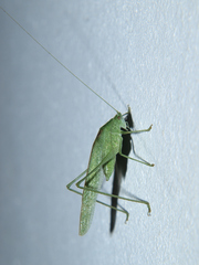 Eulioptera