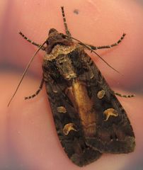 Actebia fennica