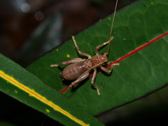 Niphetogryllacris submutica