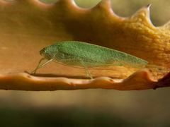 Eulioptera