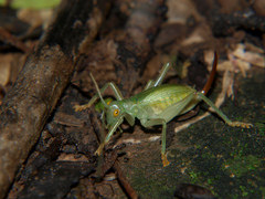 Atychogryllacris