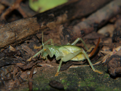 Atychogryllacris