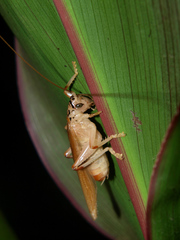 Stictogryllacris punctata