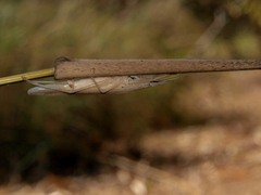 Pseudorhynchus pungens